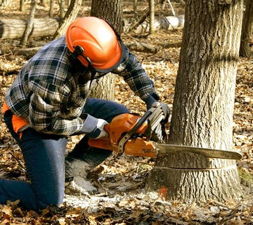 Tree Removal in New Boston, MI